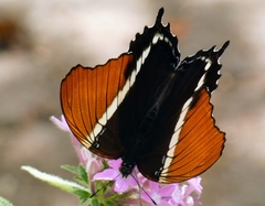 Siproeta epaphus