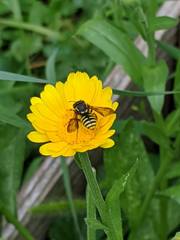 Paranthidium jugatorium