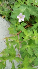 Geranium sibiricum