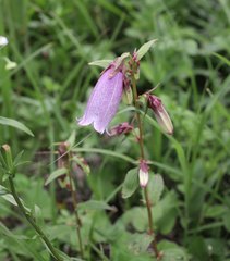 Campanula punctata hondoensis