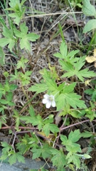 Geranium sibiricum