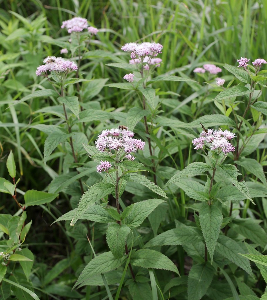 Eupatorium glehnii