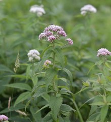 Eupatorium glehnii
