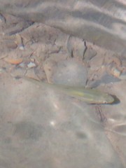 Notemigonus crysoleucas