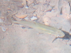 Notemigonus crysoleucas