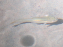 Notemigonus crysoleucas