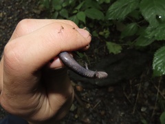 Plethodon shenandoah