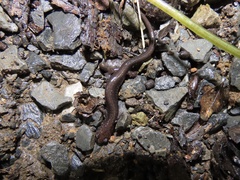 Plethodon shenandoah