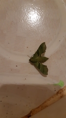 Proserpinus terlooii