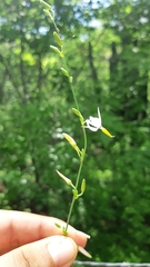 Echeandia nayaritensis