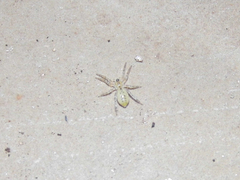 Arachosia praesignis