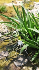 Hymenocallis acutifolia