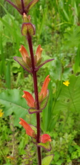 Lamourouxia macrantha