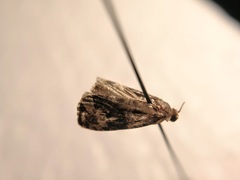 Tortricidae