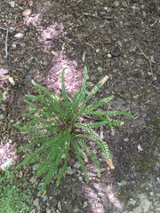 Lycopodiales
