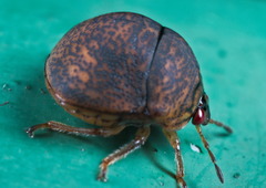 Megacopta laeviventris
