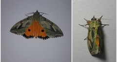 Eudocima materna