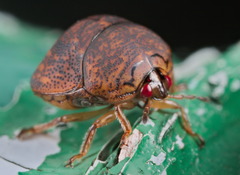 Megacopta laeviventris