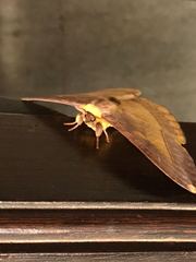 Lepidoptera