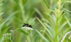 Exetastes fornicator nervulus