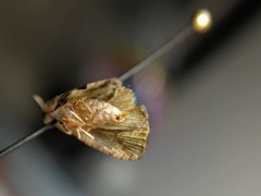 Tortricidae