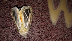Eudocima materna