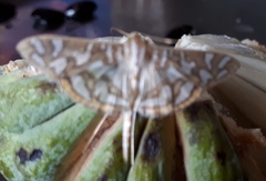 Lepidoptera