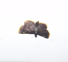 Lepidoptera