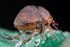 Megacopta laeviventris