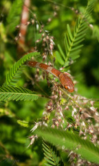 Imantodes gemmistratus