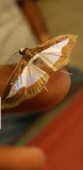 Lepidoptera