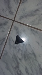 Lepidoptera