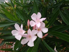 Nerium oleander