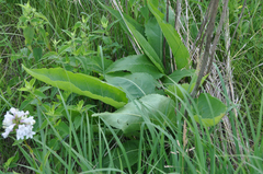 Parthenium integrifolium