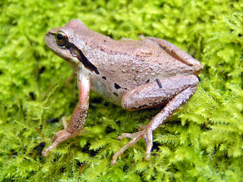 Pacific Treefrog (Pseudacris regilla) · iNaturalist
