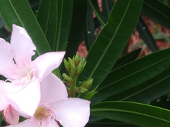 Nerium oleander