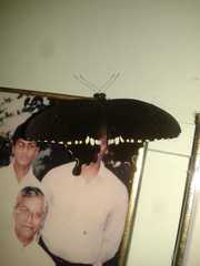 Papilio polytes