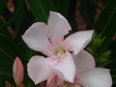 Nerium oleander
