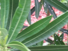 Nerium oleander