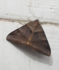 Lepidoptera