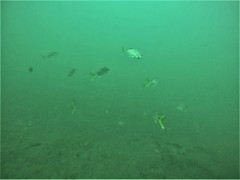 Caranx caninus