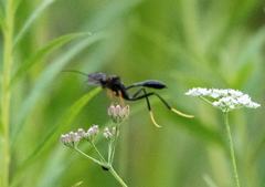 Exetastes fornicator nervulus