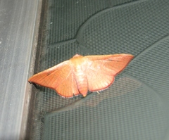 Banisia
