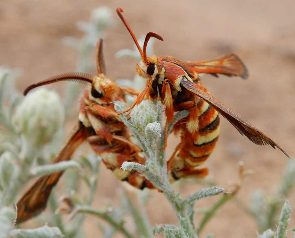 Euhagena
