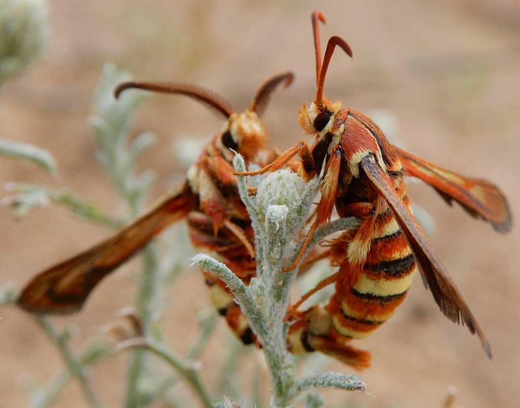 Gaura Borer Moth