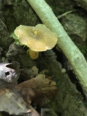 Hygrocybe caespitosa