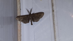 Lepidoptera