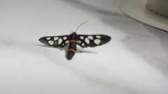 Lepidoptera