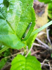 Nematinus fuscipennis