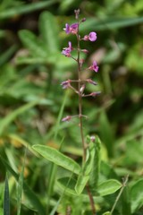 Desmodium lineatum